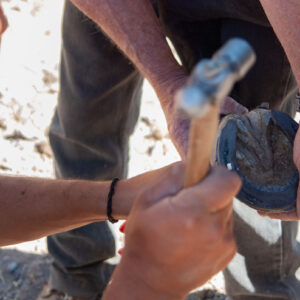 horseshoeing detail hammer and horses hoof