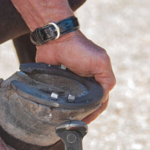 horseshoeing detail holding the horses leg