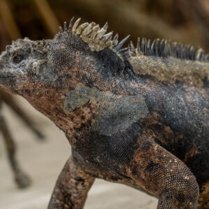 iguana close up on sand among mangroves