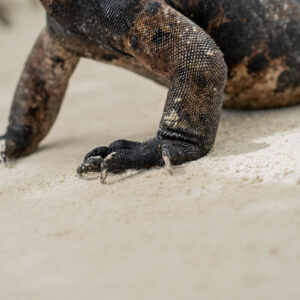 iguana feet close shot 1