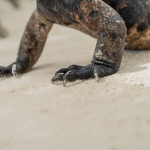 iguana feet close shot 2