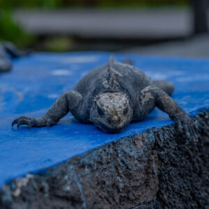 iguana resting in town