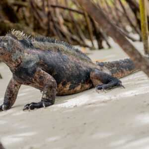 iguana side view on sand among mangroves close shot 1
