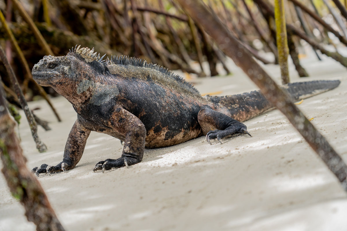 iguana side view on sand among mangroves close shot 1