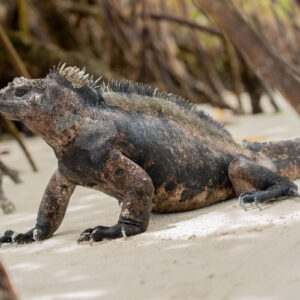 iguana side view on sand among mangroves close shot 4