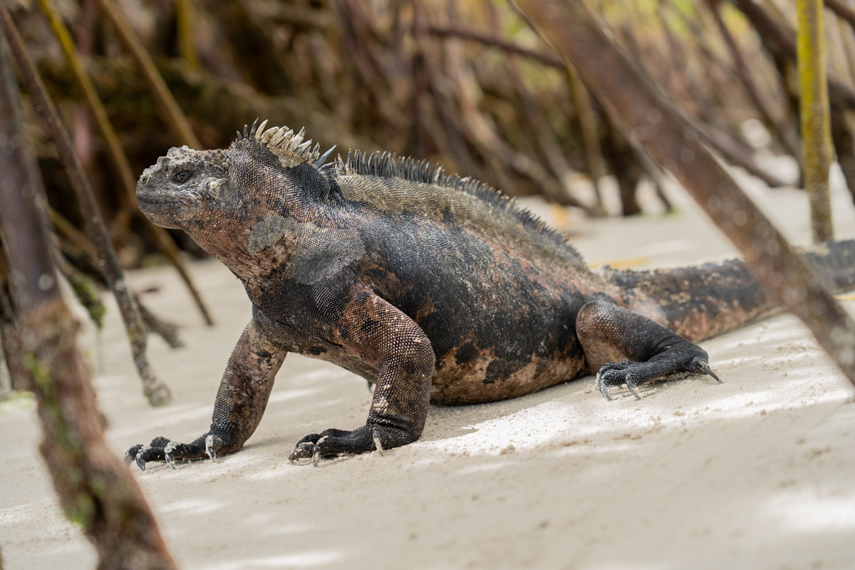 iguana side view on sand among mangroves close shot 4