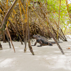 iguana side view on sand among mangroves wide shot 1