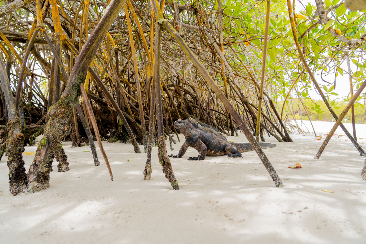 iguana side view on sand among mangroves wide shot 1
