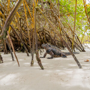 iguana side view on sand among mangroves wide shot 2