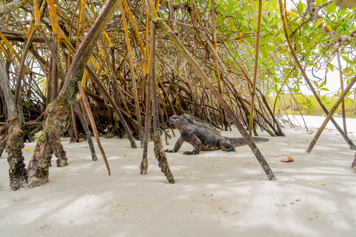 iguana side view on sand among mangroves wide shot 2