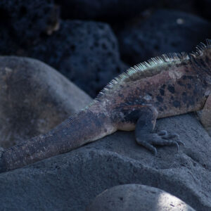 iguana with pink details on rock 3