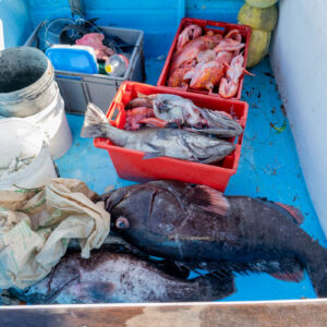 inside fishing boat with fish