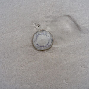 jellyfish on sand