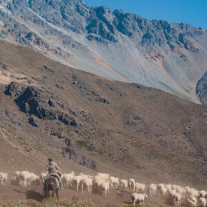 landscape sheep flock and muleteers moving away 1