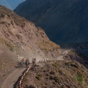landscape sheep flock and muleteers moving away along a path 1
