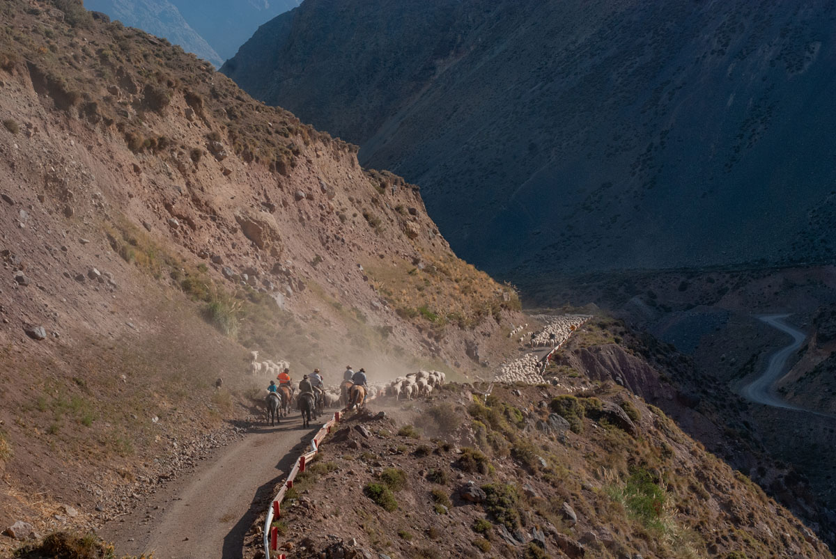 landscape sheep flock and muleteers moving away along a path 1