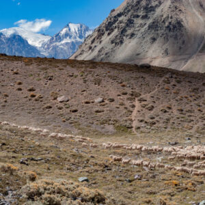 landscape sheep flock descending