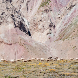 landscape sheep running in the mountains 1