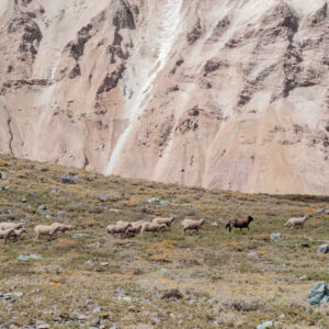 landscape sheep running in the mountains
