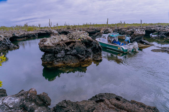lava caves lagoons and opuntia pad isabela island galapagos 1