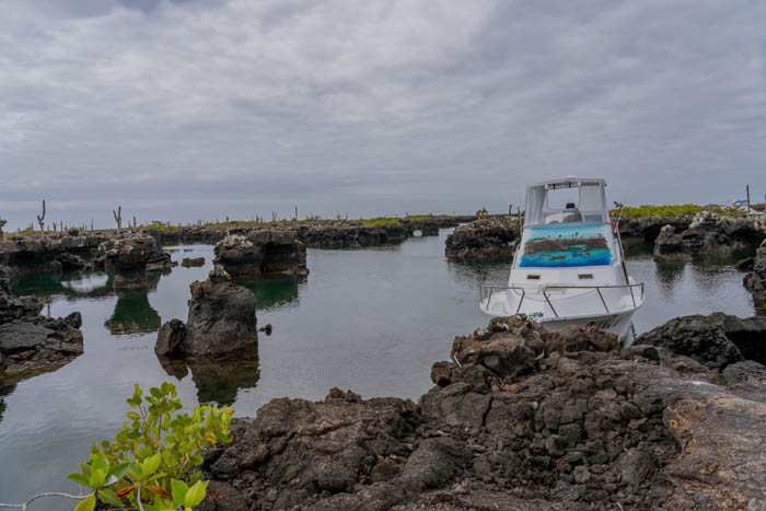 lava caves lagoons and opuntia pad isabela island galapagos 2