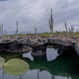lava caves lagoons and opuntia pad isabela island galapagos 4