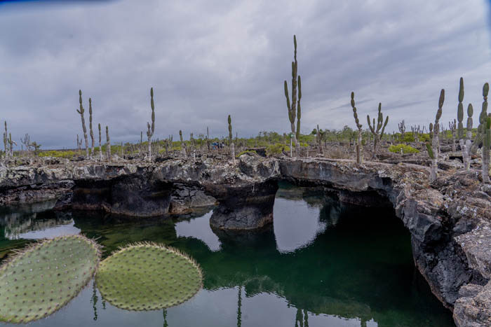lava caves lagoons and opuntia pad isabela island galapagos 4