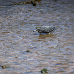 lava heron crouching 2