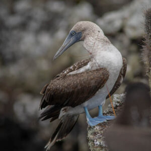 male blue footed booby isabela island galapagos 2