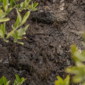 mangrove aerial roots rising from mud 2
