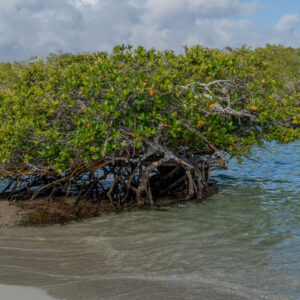 mangrove at playa de los alemanes santa cruz galapagos 2