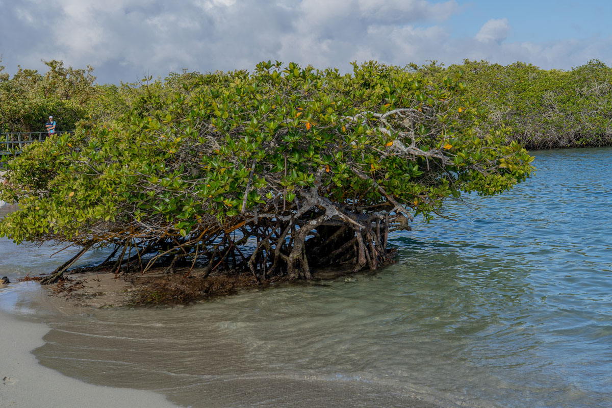 mangrove at playa de los alemanes santa cruz galapagos 2
