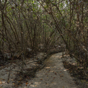 mangrove forest on sand 1