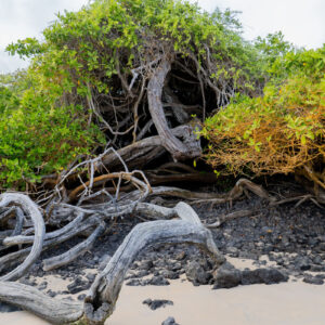 mangrove on sand and volcanic rocks san cristobal galapagos 1