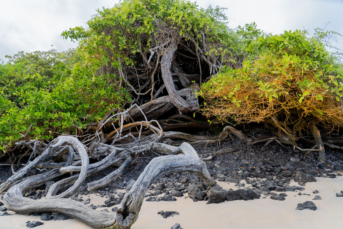 mangrove on sand and volcanic rocks san cristobal galapagos 1