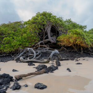 mangrove on sand and volcanic rocks san cristobal galapagos 4
