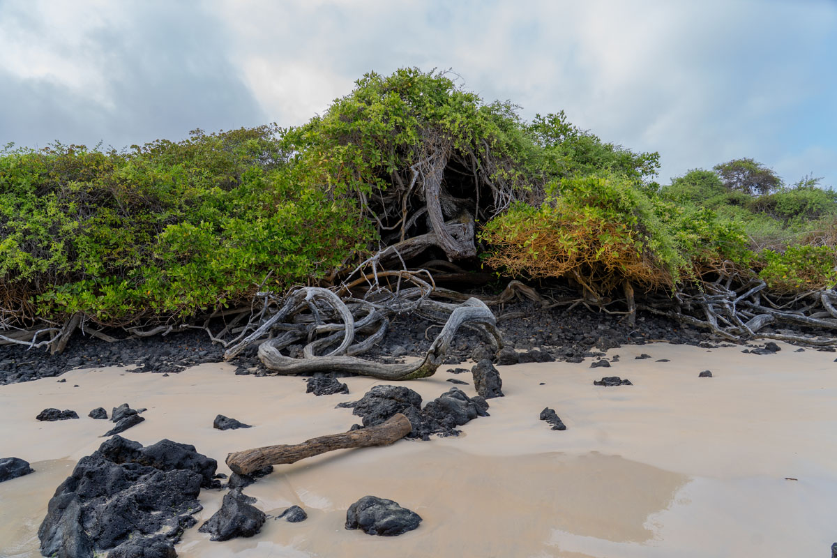 mangrove on sand and volcanic rocks san cristobal galapagos 4