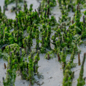 mangrove pneumatophores and aerial roots in coastal mud 1