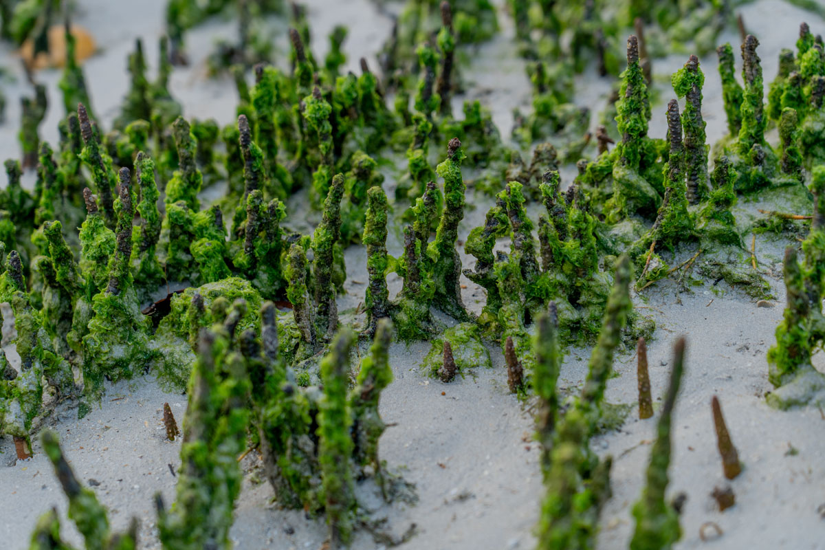 mangrove pneumatophores and aerial roots in coastal mud 1