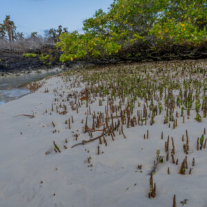 mangrove pneumatophores and aerial roots in coastal mud 2