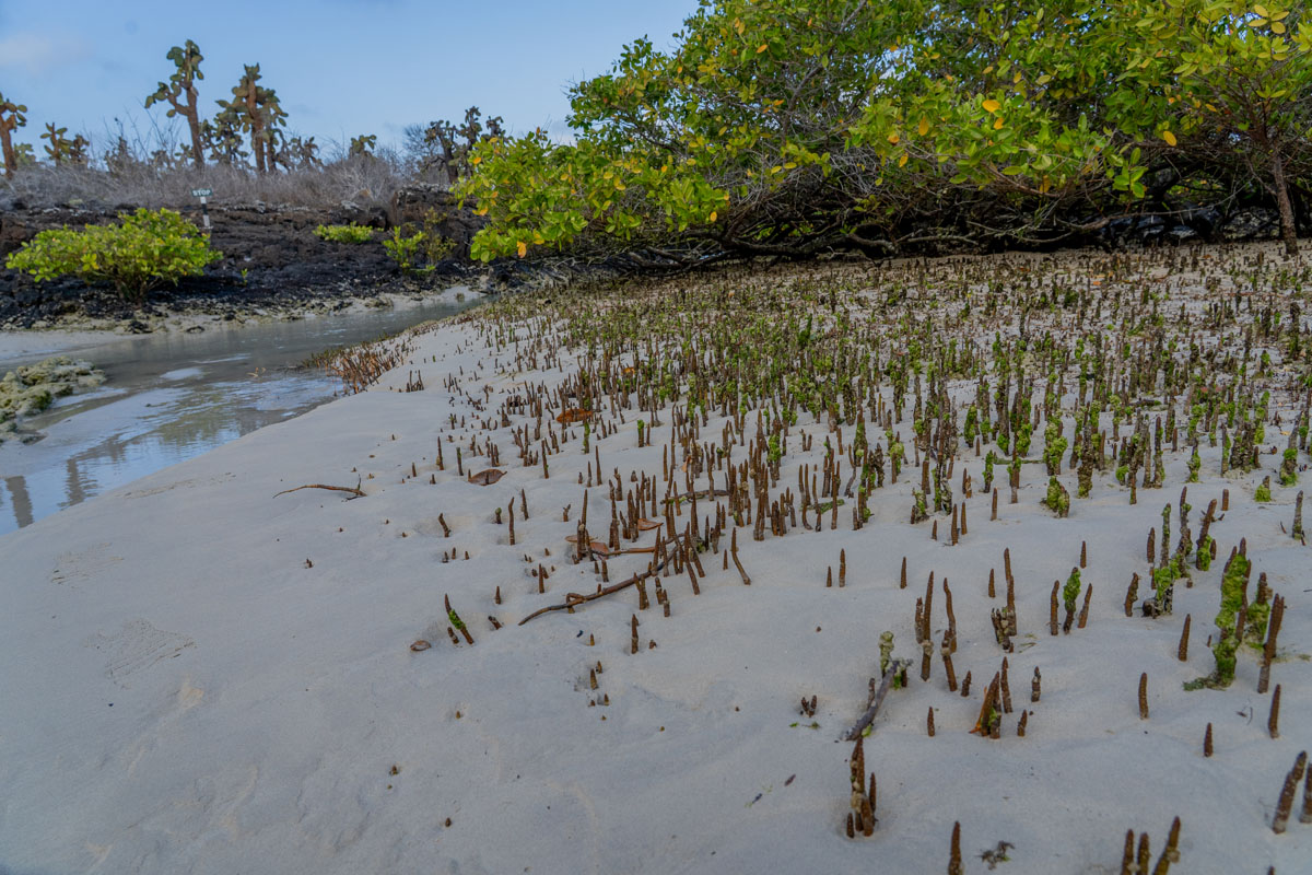 mangrove pneumatophores and aerial roots in coastal mud 2
