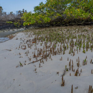 mangrove pneumatophores and aerial roots in coastal mud 3