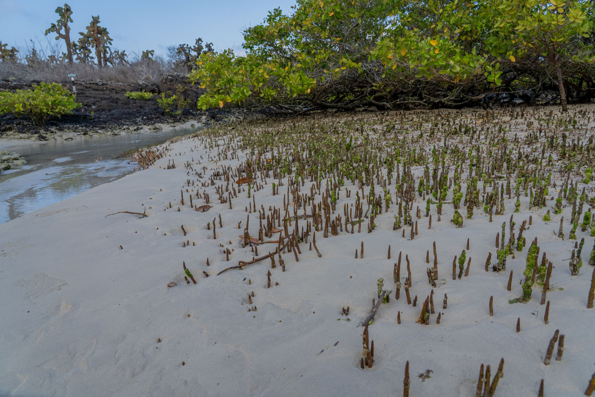 mangrove pneumatophores and aerial roots in coastal mud 3