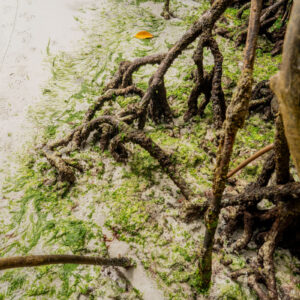 mangrove roots and seaweed on sand