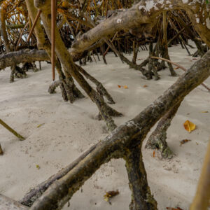 mangrove roots in sand detail