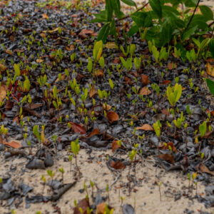 mangrove shoots on sand close view