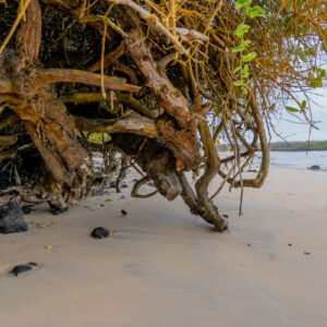mangrove trunk on sand santa cruz galapagos 1