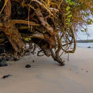 mangrove trunk on sand santa cruz galapagos 2