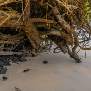 mangrove trunk on sand santa cruz galapagos 3