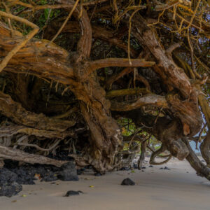 mangrove trunk on sand santa cruz galapagos 5